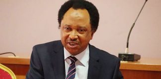 Product Of Exhausted Semen – Shehu Sani Blasts Bashir El-Rufai For Calling Him Jobless
