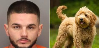 Man Arrested After Having S3x With A Dog In Front Of Children
