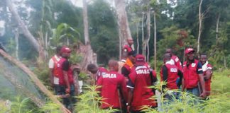 NDLEA Arrests 352 Drug Peddlers In Kano