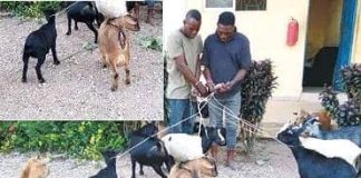 Two Suspected Thieves Arrested With 15 Stolen Goats In Osun