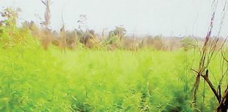 Why Cannabis Use In US, UK, Others Differs From Nigeria’s – NDLEA