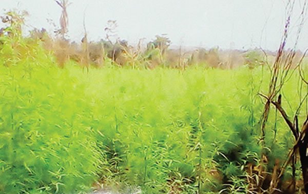 cannabis-farm