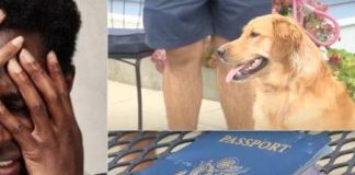 Man In Tears As Dog Chews His International Passport Days Before Wedding In Italy (Video)