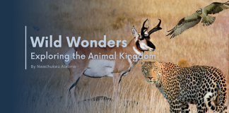 TOP 9 FASTEST ANIMALS