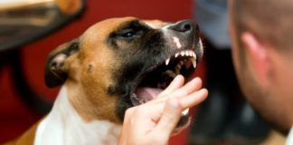 5 horrible diseases that can be Contracted through Animals