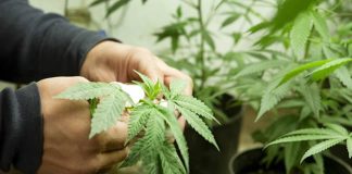 NDLEA busts six-hectare hemp farmland in Ogun