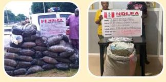 19,000kg Drug Empire falls as NDLEA arrests dealers, others in Nationwide crackdown